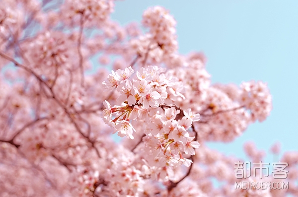 白色情人节